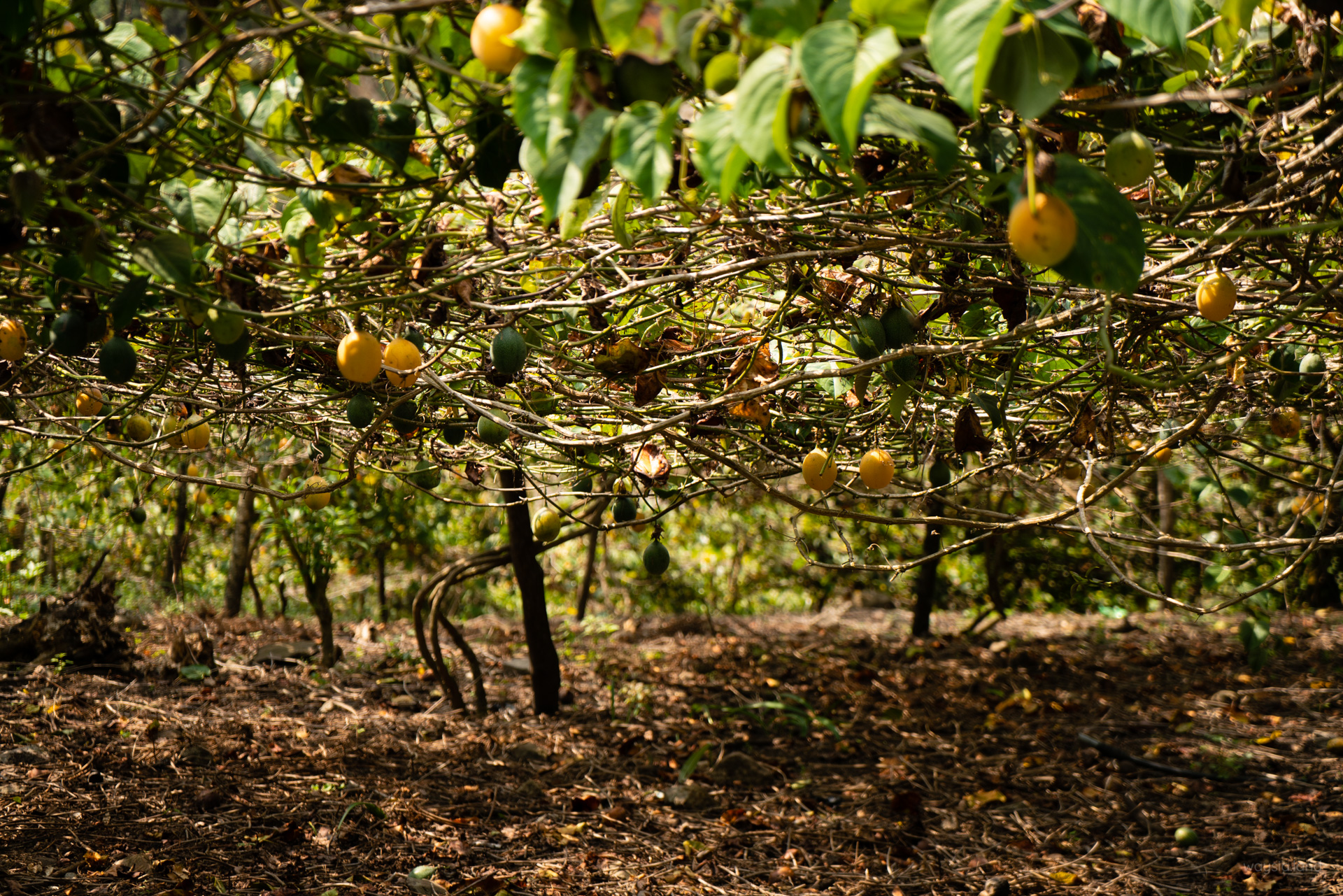 Yellow passionfruit orchard. Unfortunately, there seemed to be no passionfruits within arms-reach of the fence :( Beaten to the punch by all the other passionfruit thieving thieves.