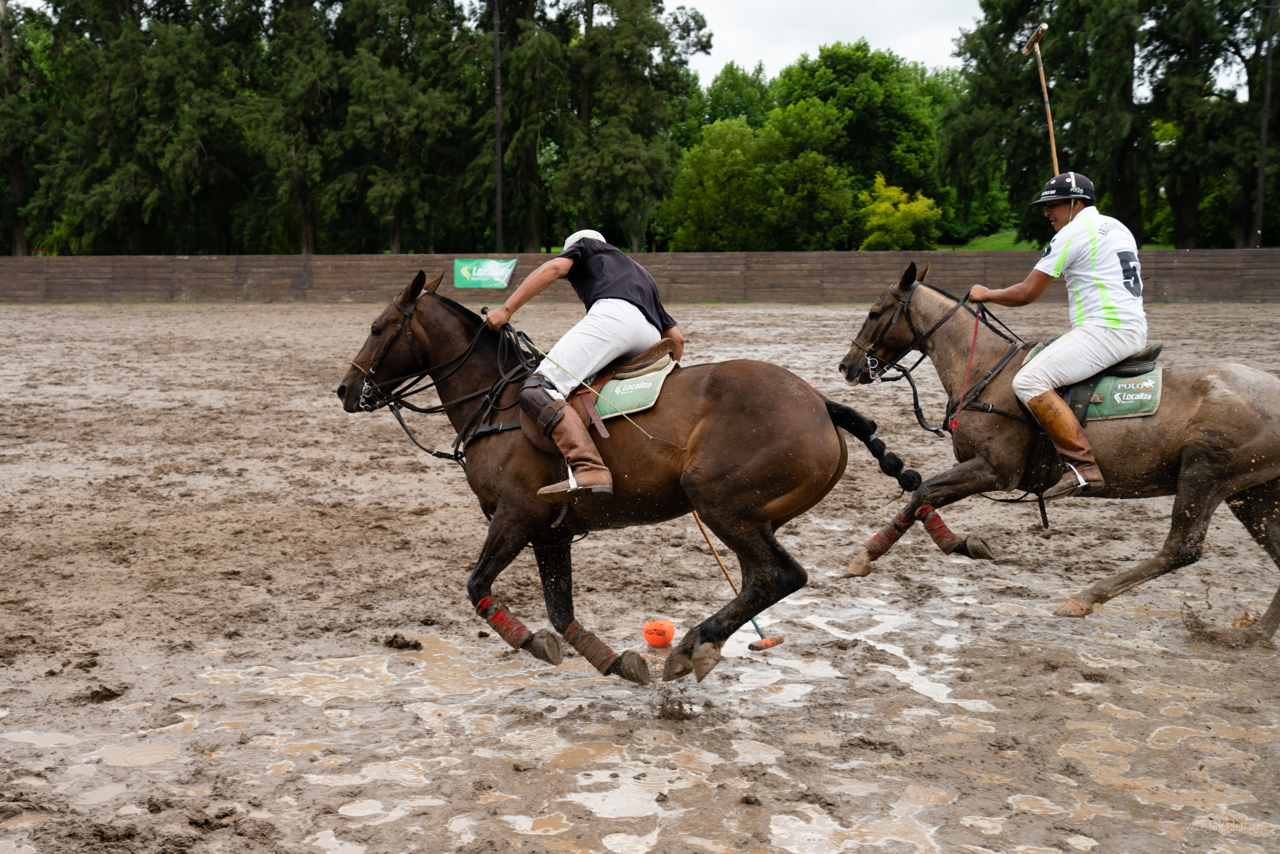 Horse during a gallop