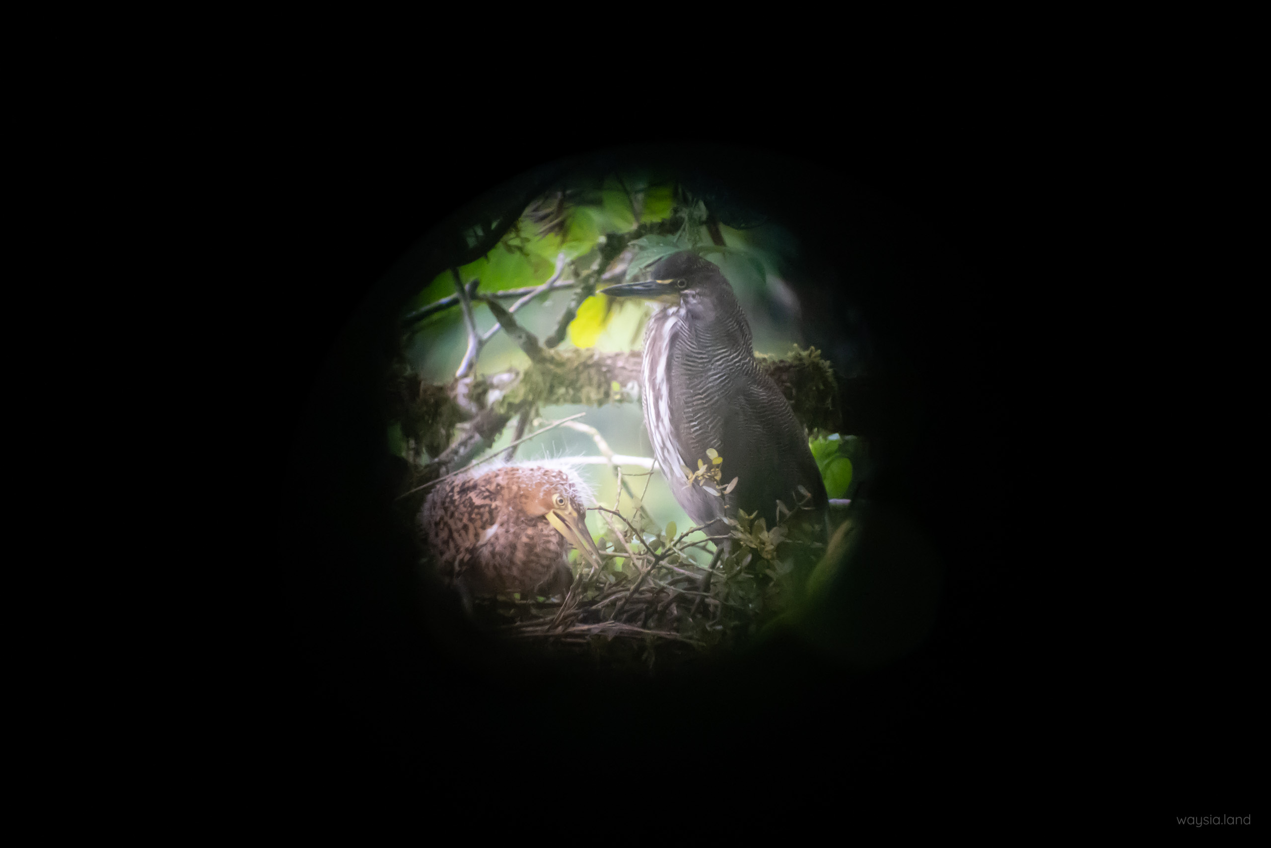 Photo through the scope (bird with ugly baby)