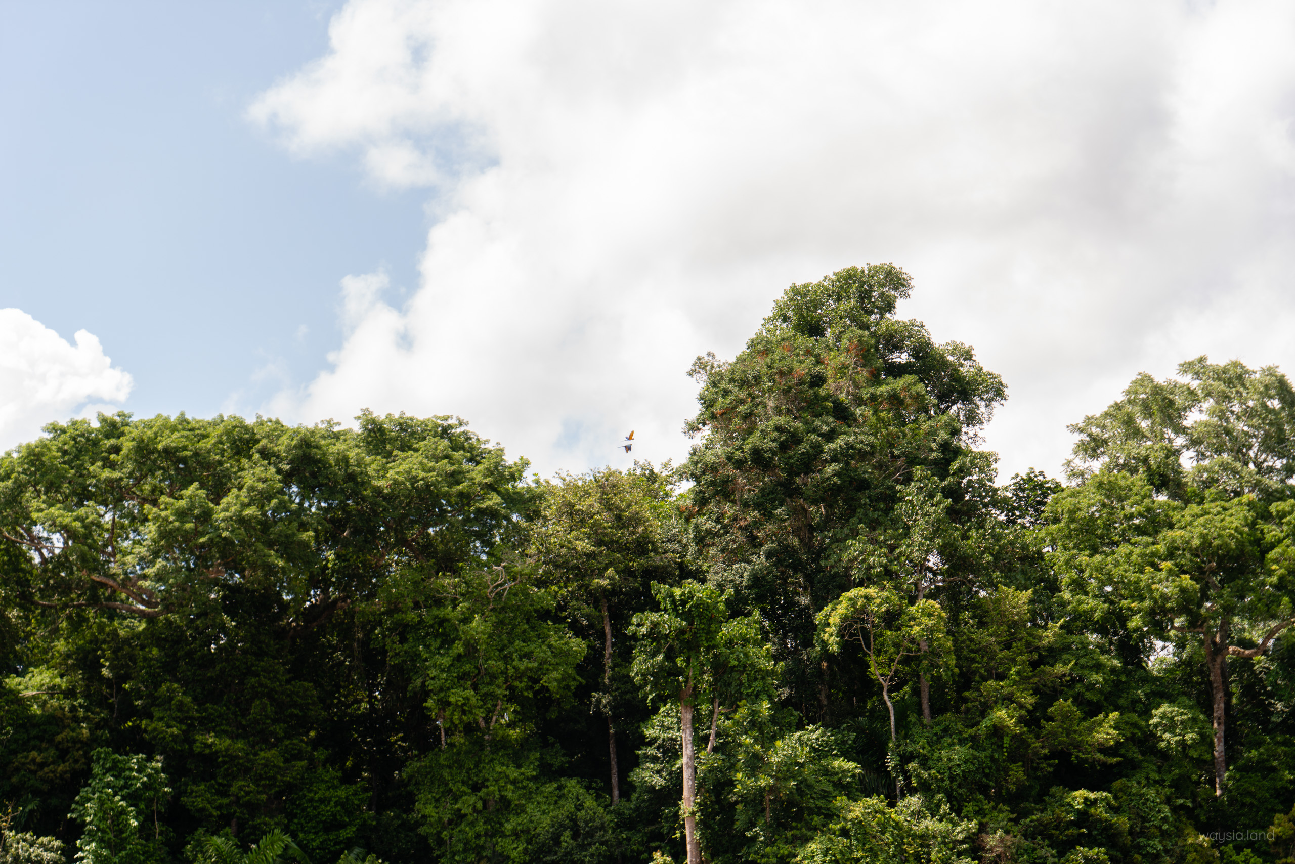 Macaws