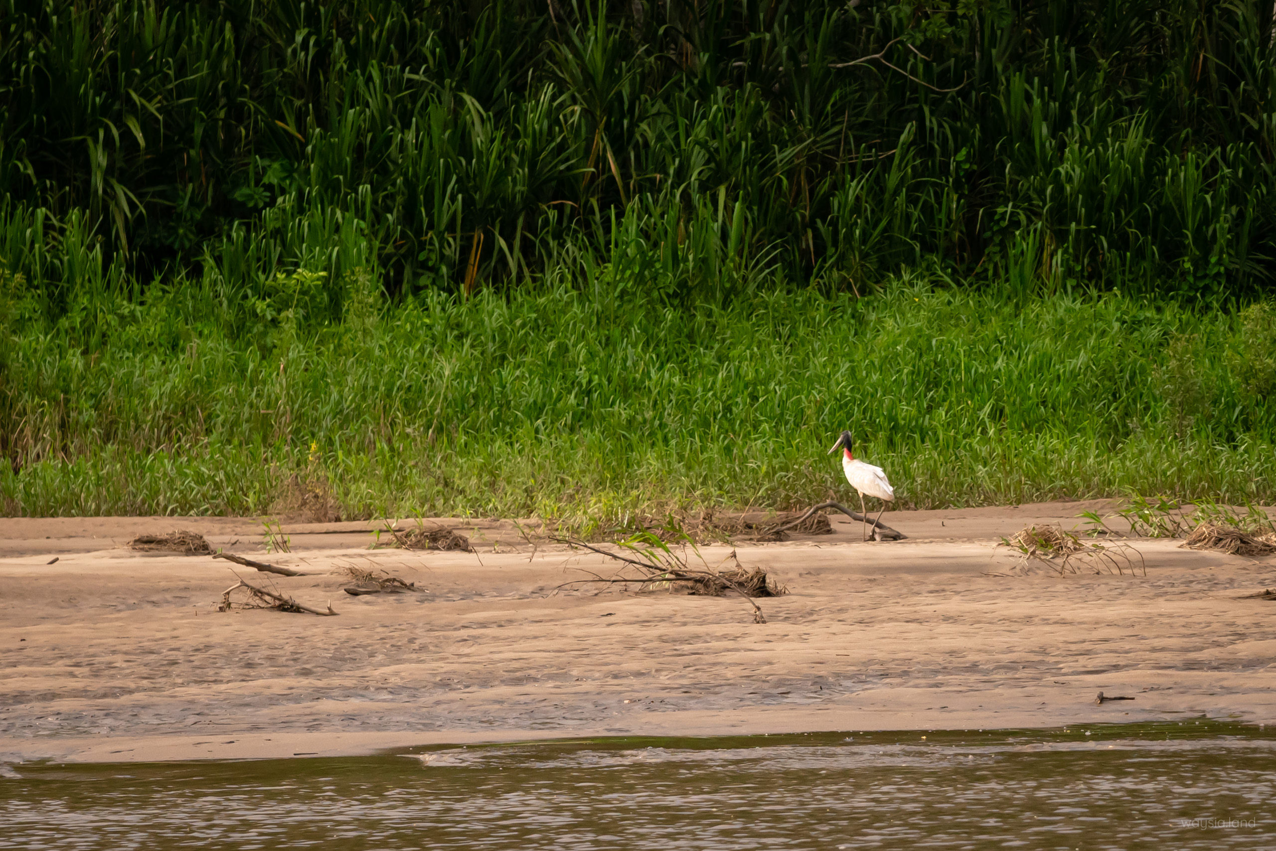 Rare bird in this region