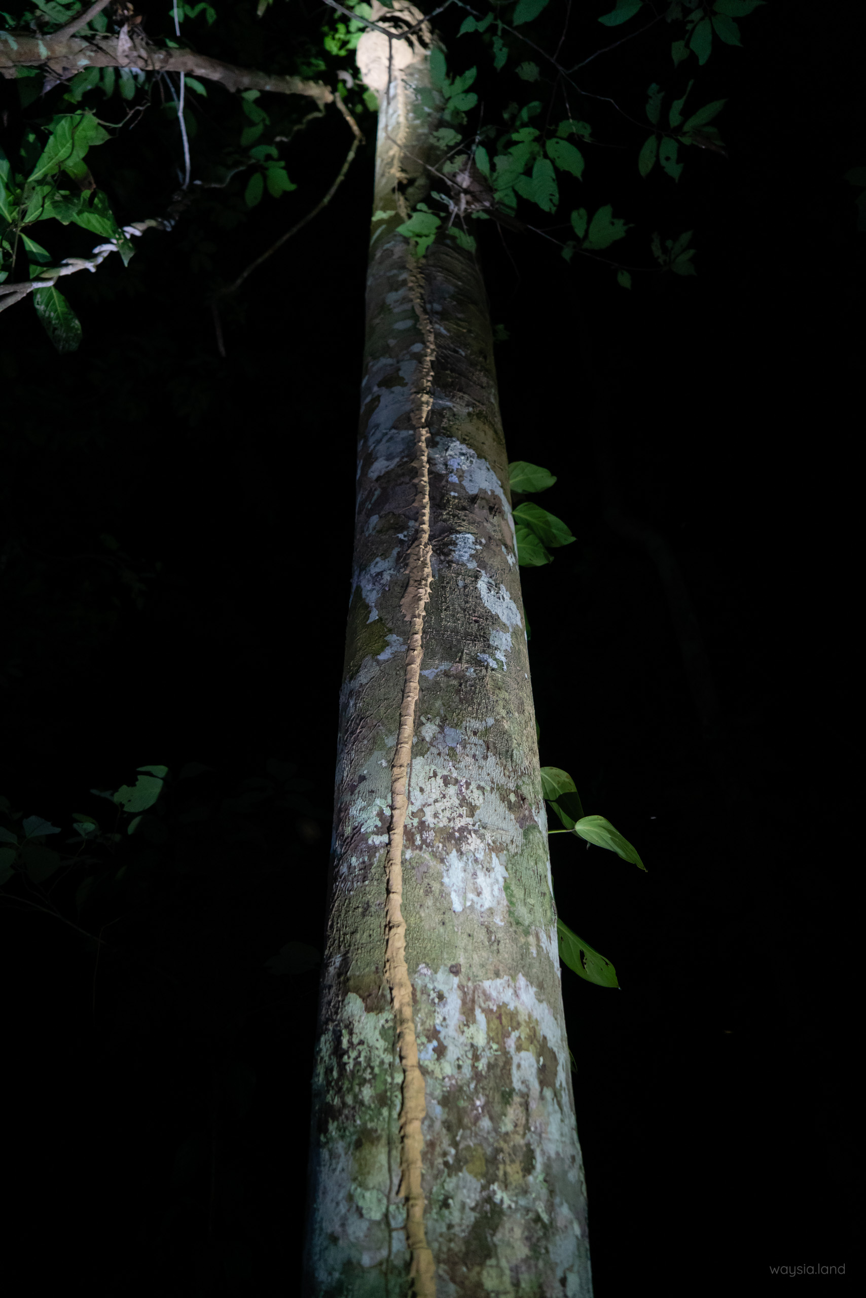 Termite trail and nest