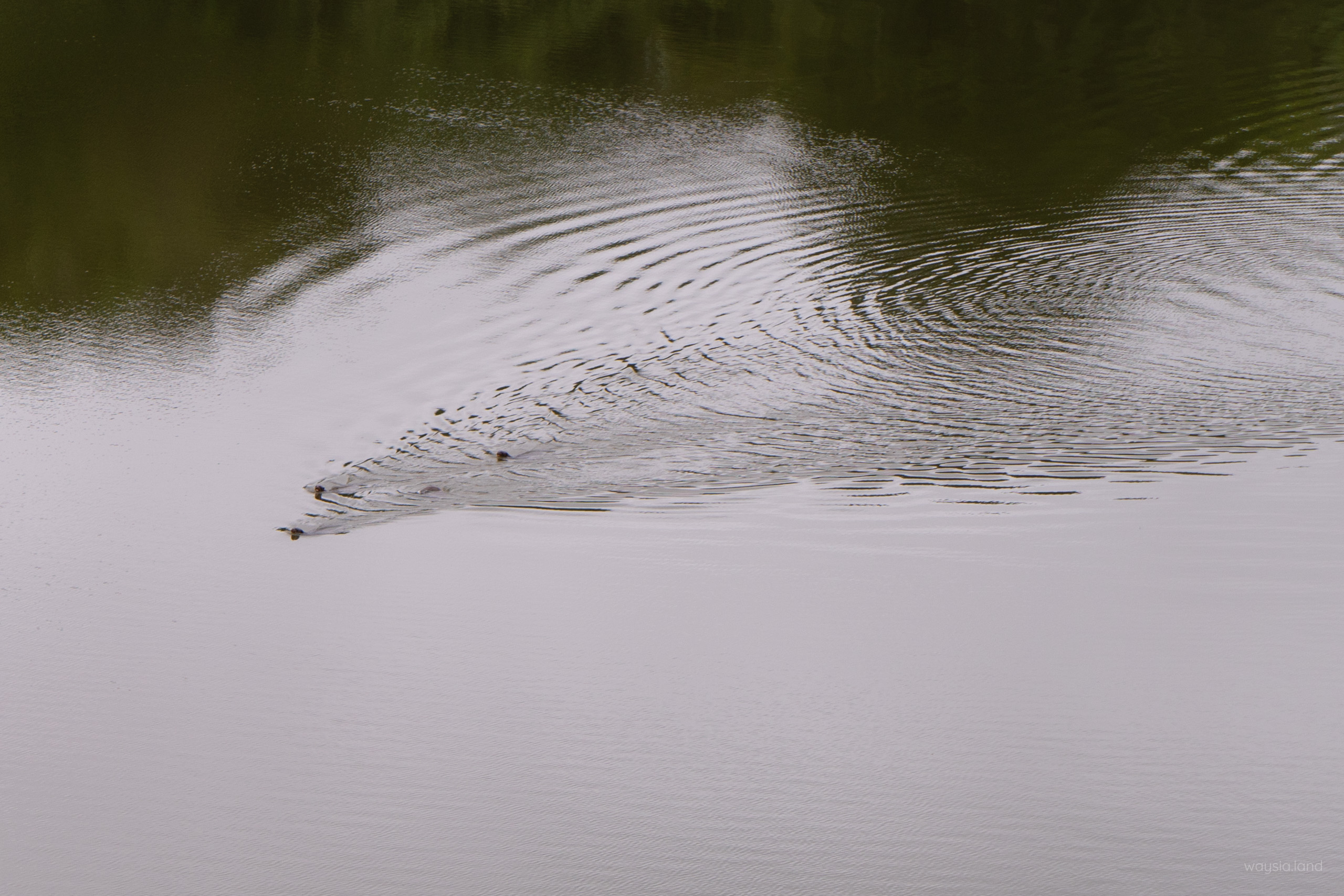 Giant Otters!