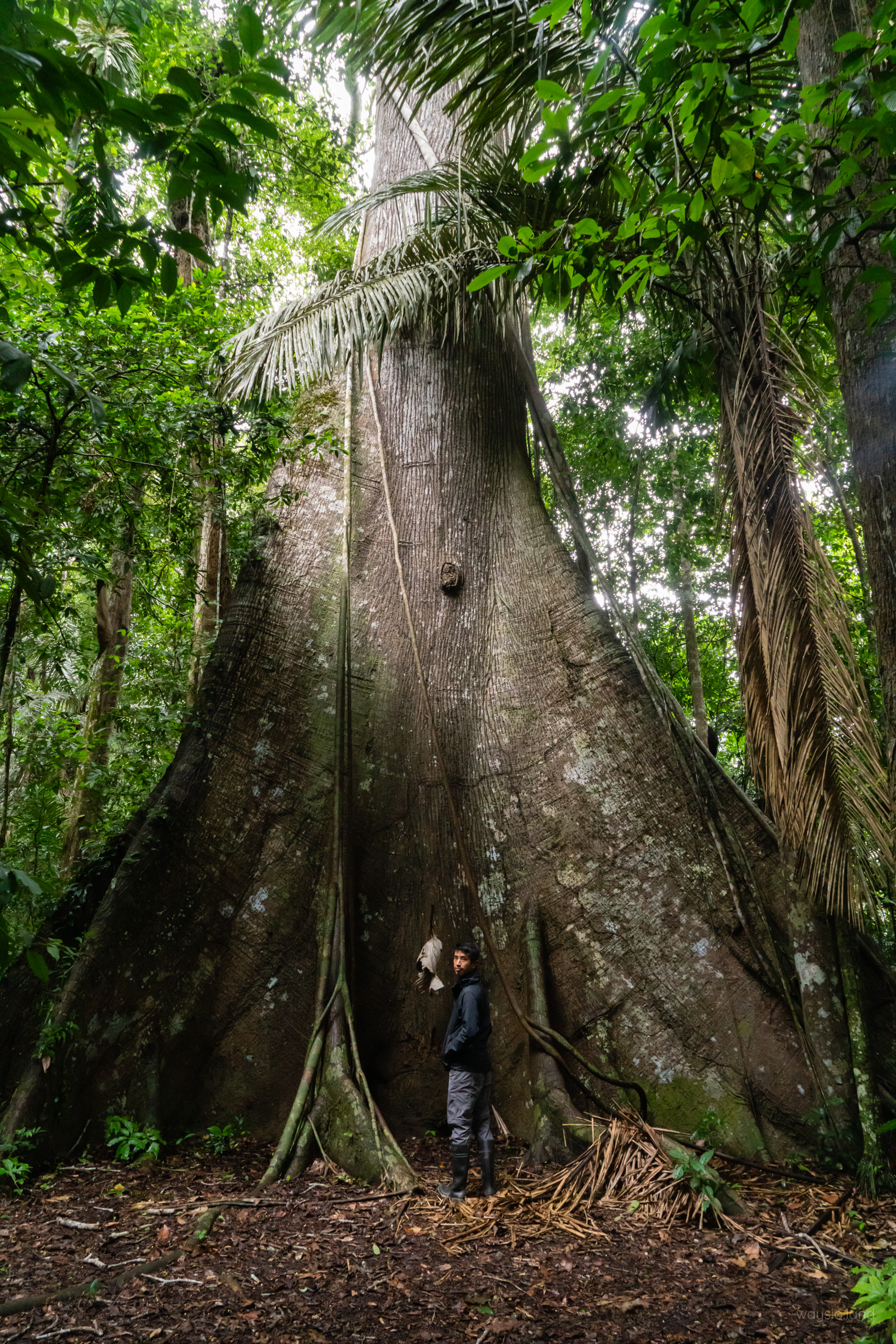 Ancient and huge tree