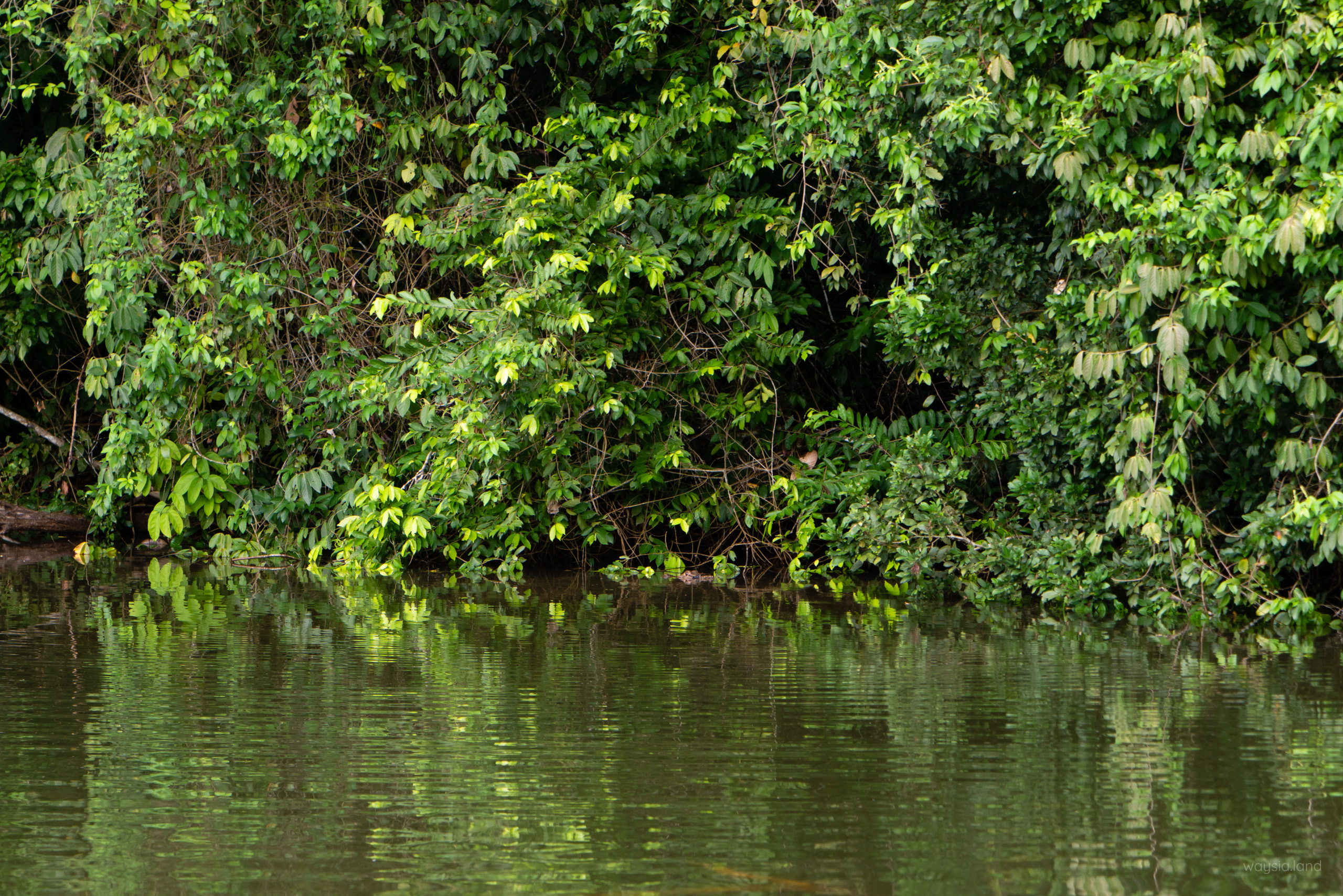 Sneaky Caiman