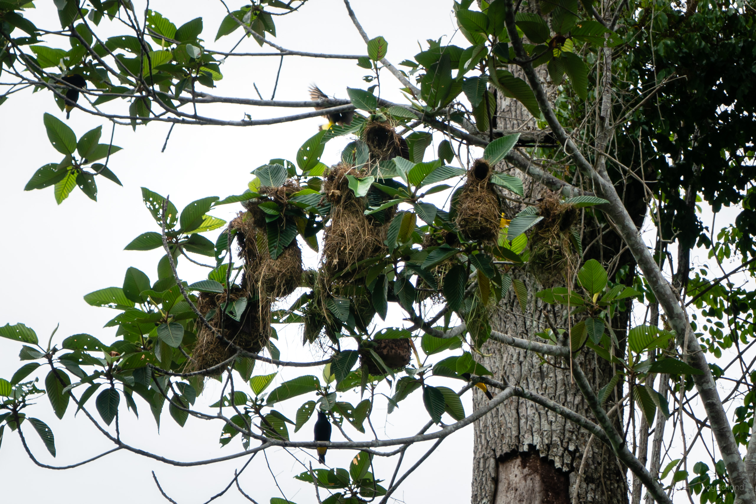 Nests