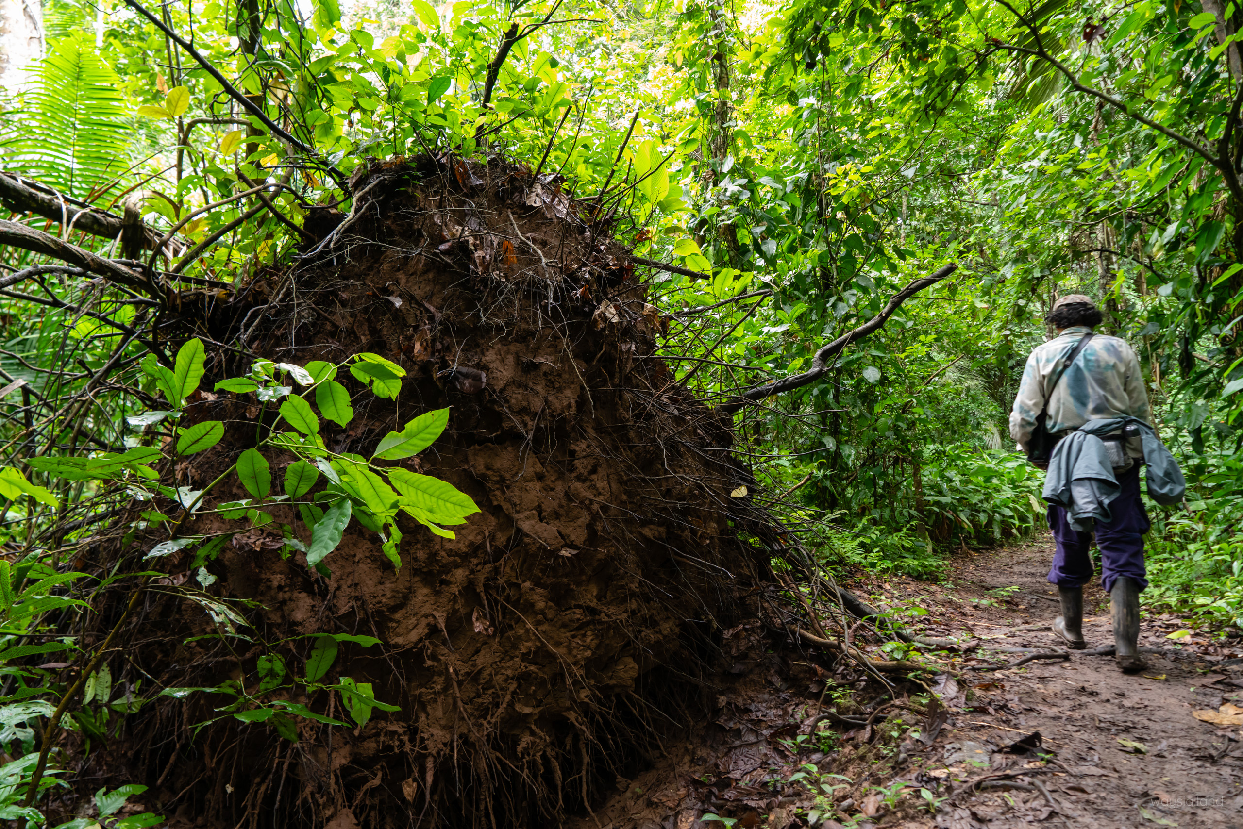 Shallow root system of Amazon trees
