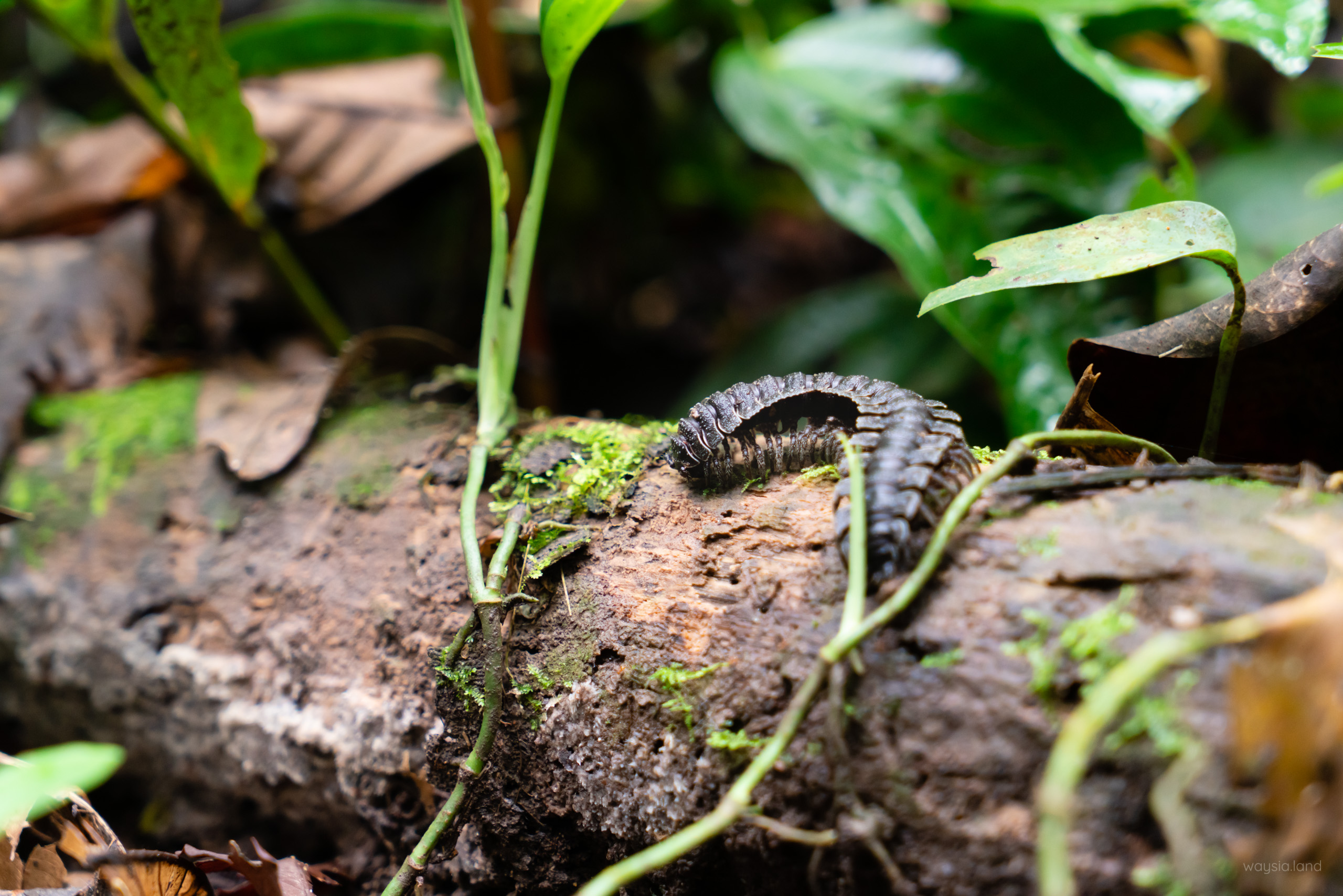 And you thought millipedes were scary