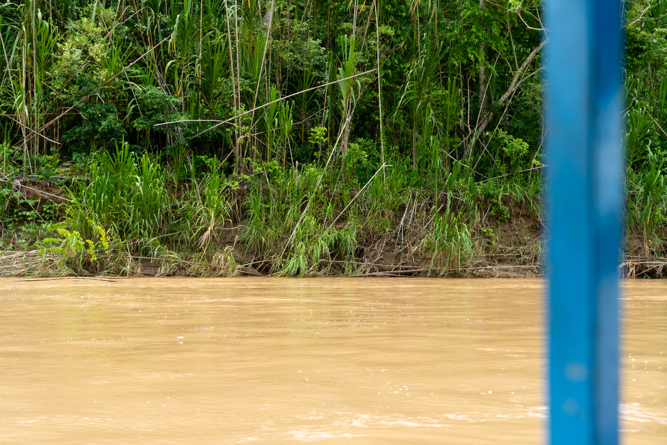 One of the helpers managed to spot a Capybara. Can you find it?