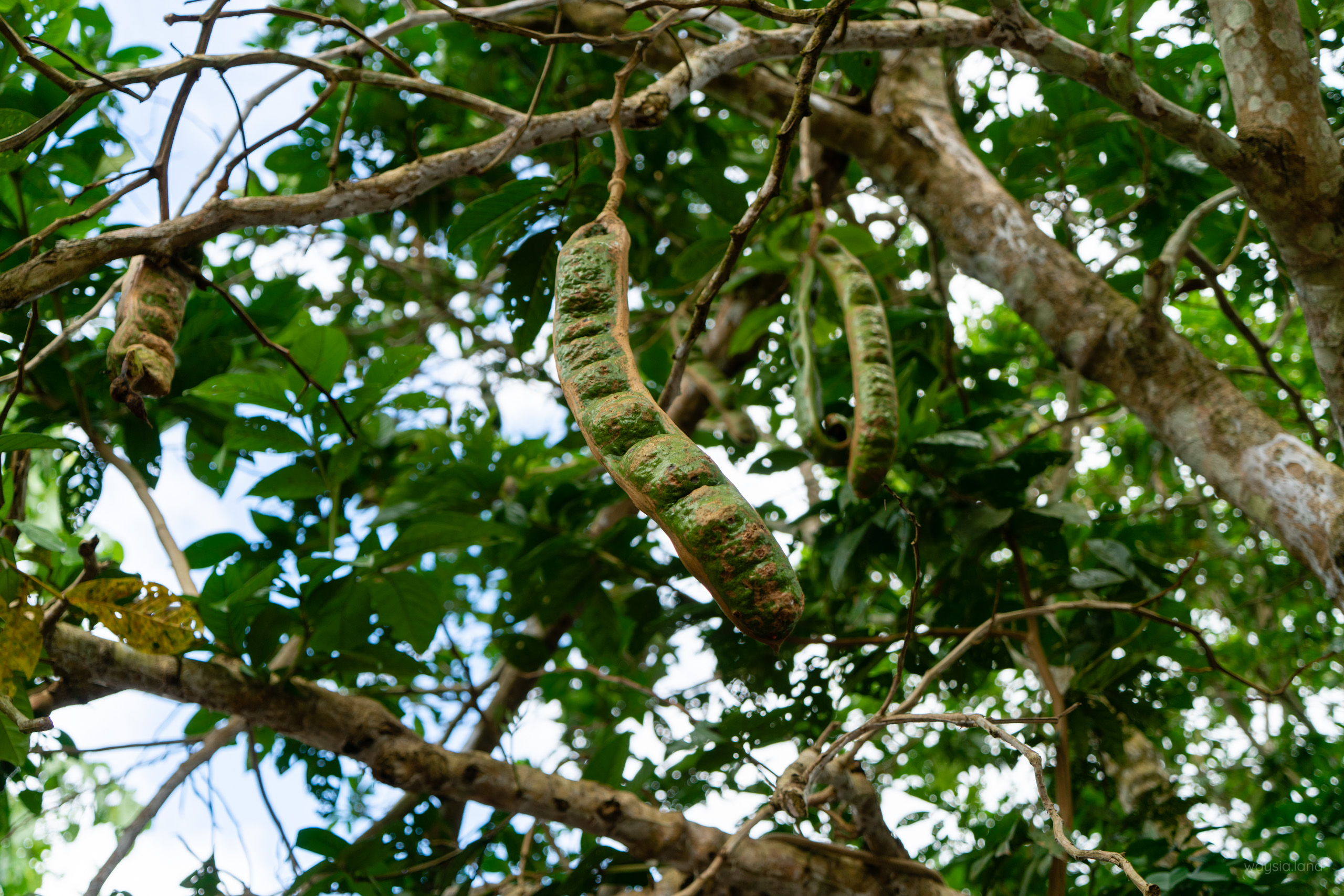 Ice cream bean tree