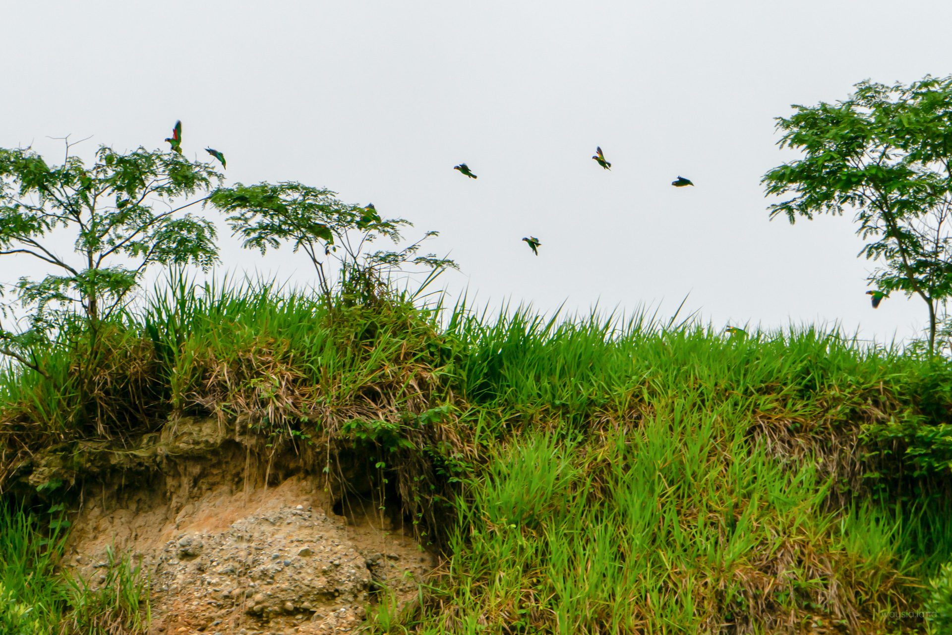 Parrots (top), clay lick (bottom left)