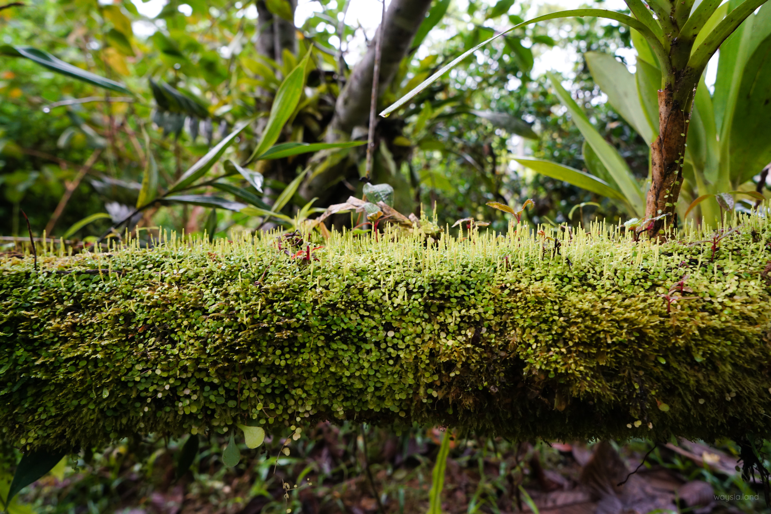 Bamboo Lodge garden