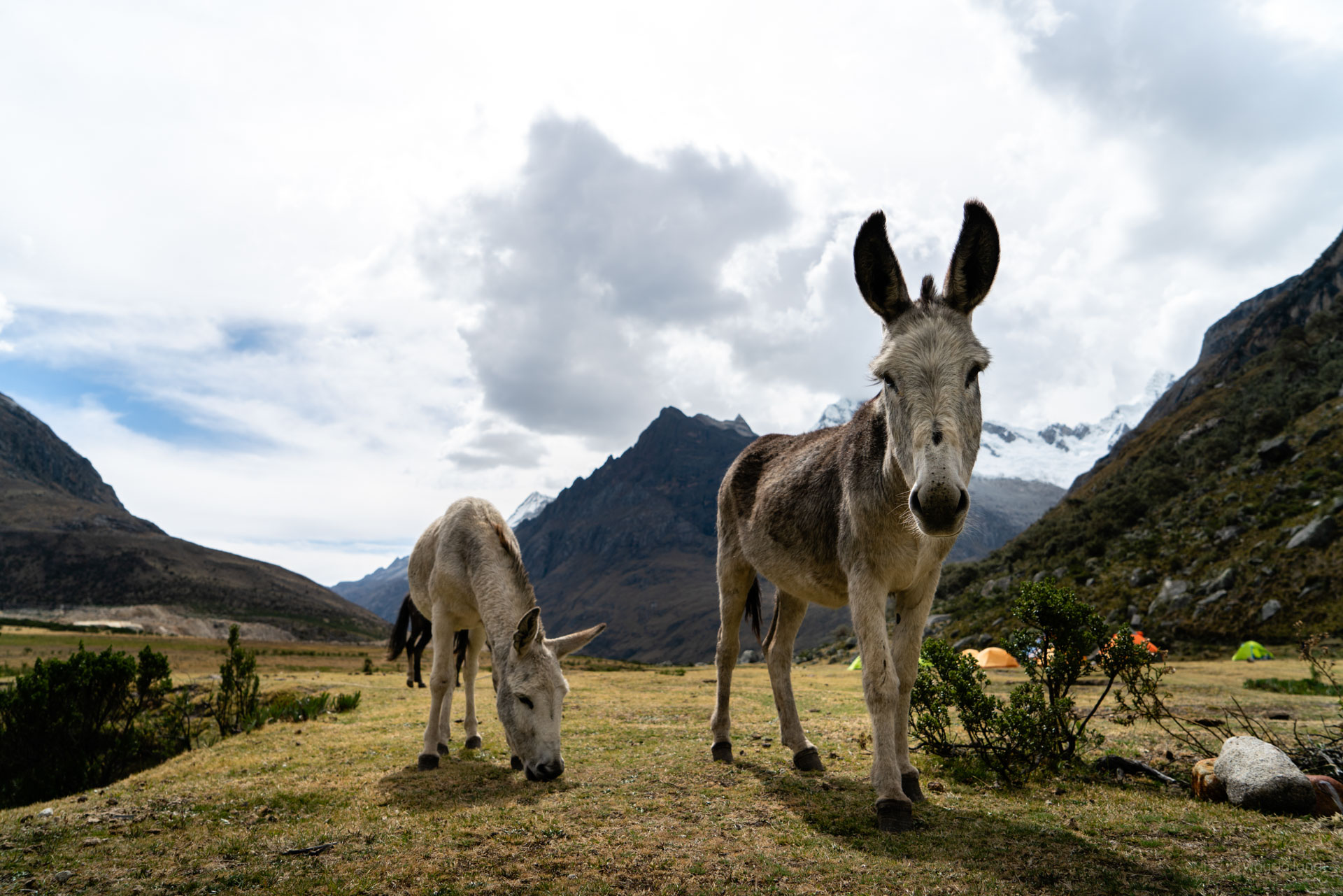 Letting the donkeys rest