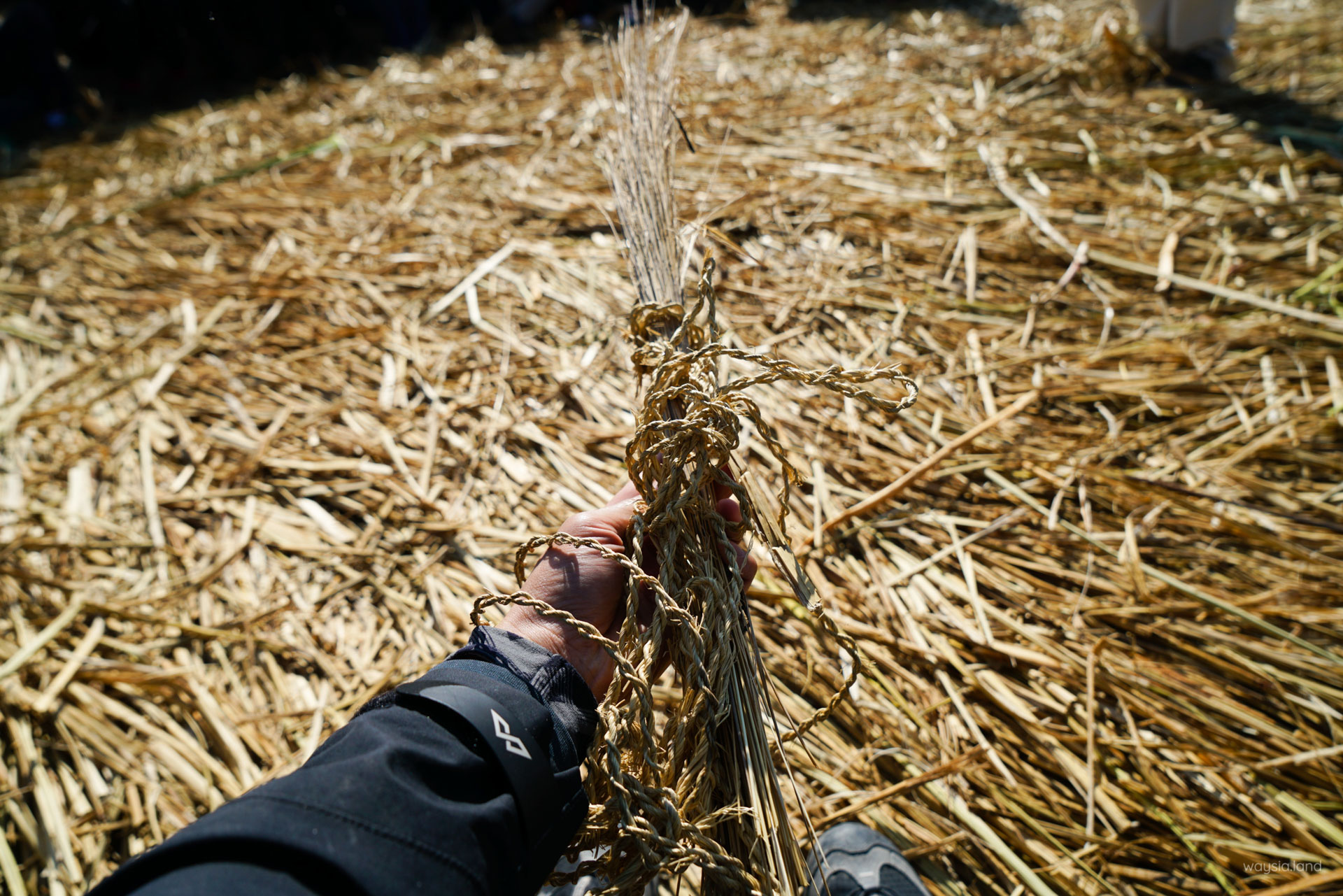 Dried reeds